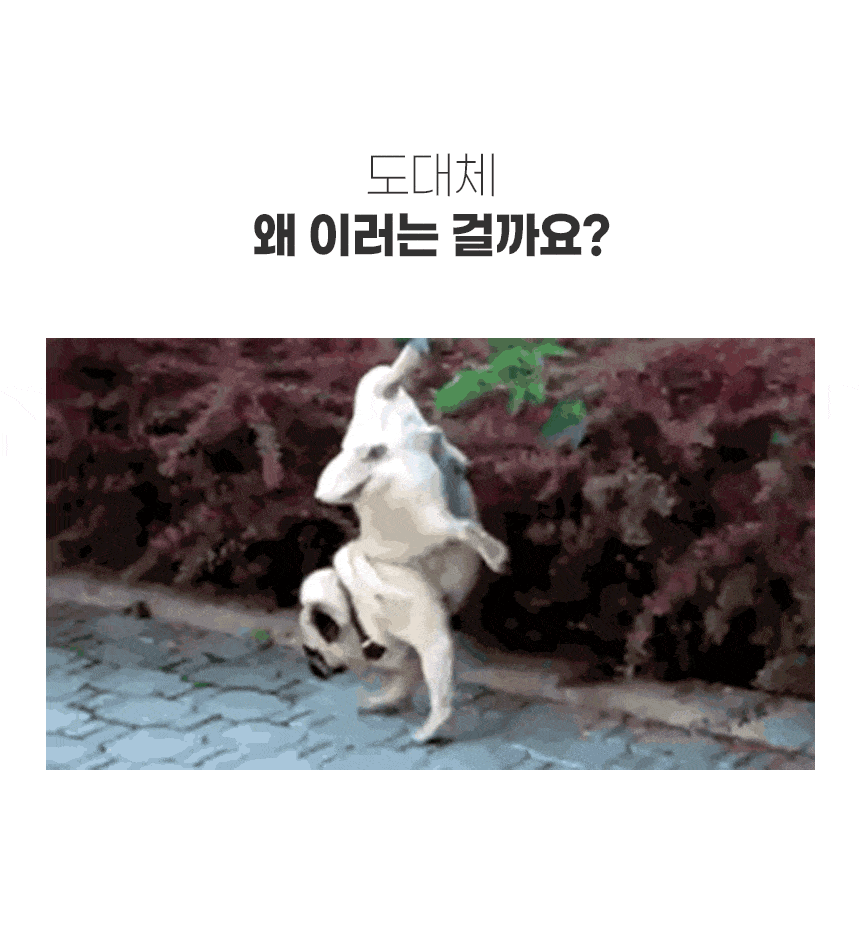 282d896835e067bf372534b711e868e0_1736817569_96.gif